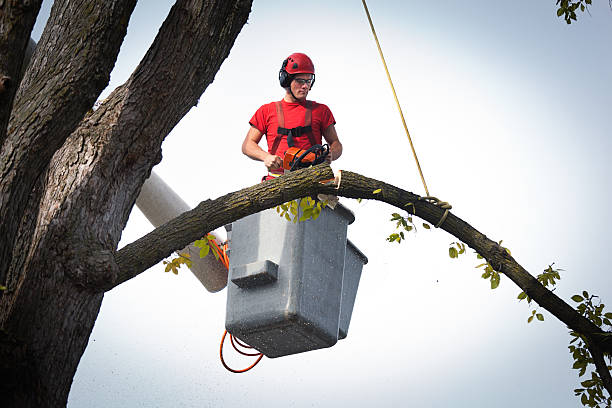 Best Affordable Tree Service  in Innsbrook, VA